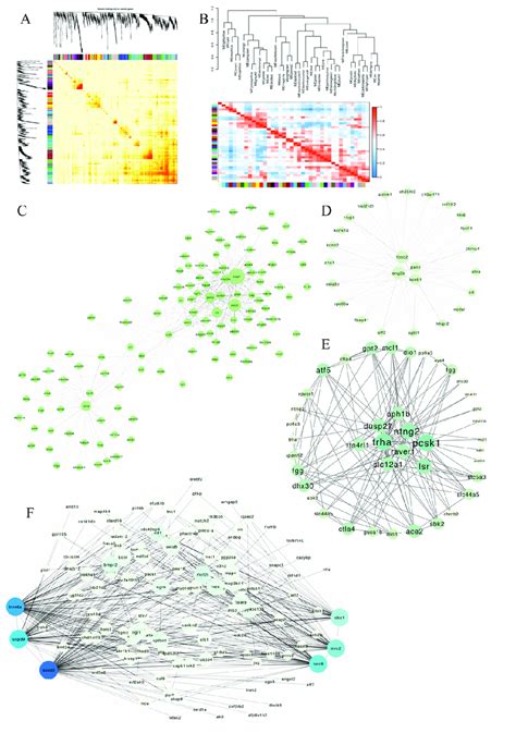 Wgcna Analysis Of Rna Seq And Network Visualization A The Heatmap