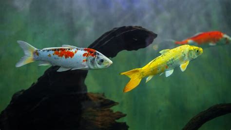 Poissons Color S De Carpe De Koi Nageant Dans Un R Servoir D Aquarium D