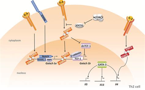 STAT6dependent And Independent Mechanisms In Th2 Polarization Maier