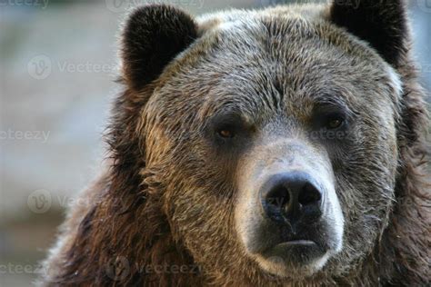 Grizzly bear portrait 839317 Stock Photo at Vecteezy