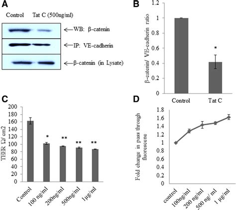 HIV 1 Tat C dissociates β catenin from the VE cadherin β catenin