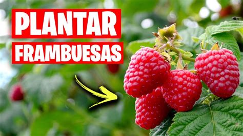 Como PLANTAR FRAMBUESAS en el Huerto o Jardín La Huerta de Ivan YouTube