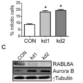 RABL6A Depletion Causes Centrosome Amplification By Promoting