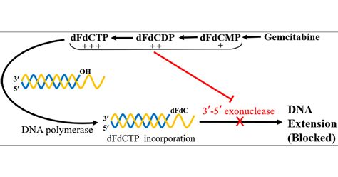 Gemcitabine Mechanism Of Action