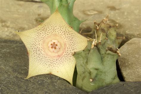 Huernia Info Huernia Rosea