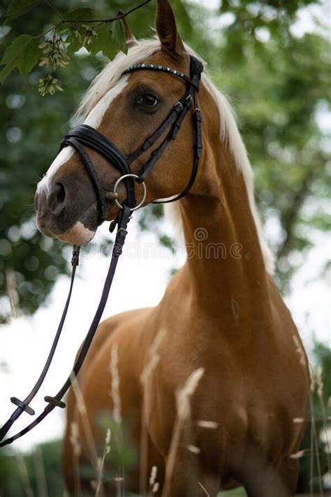 Selective of an Artistic Horse with Bridle Stock Photo - Image of young ...