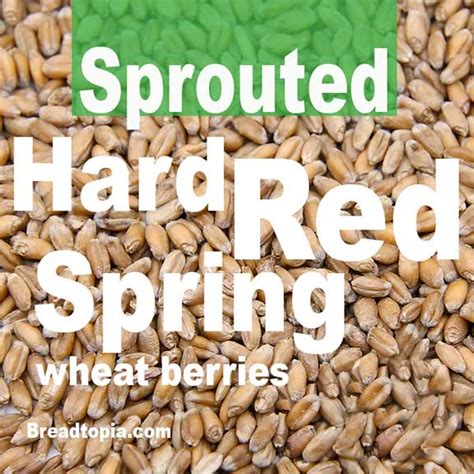 Sprouted Hard Red Spring Wheat Berries Breadtopia