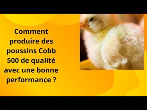 Levage De Poulet En Afrique Produire Ses Propres Poussins Chair Cobb