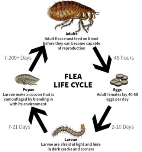 Fleas Flashcards Quizlet