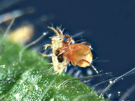 What Do Spider Mites Look Like Ph