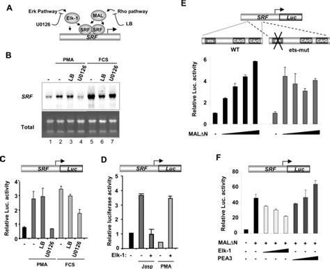 The Ets Domain Transcription Factor Elk 1 Regulates The Expression Of