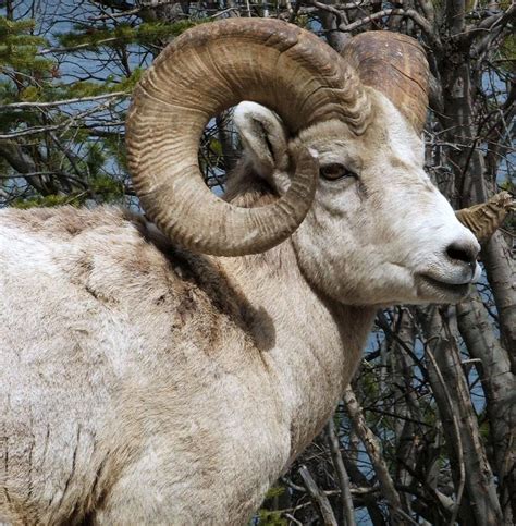 Rocky Mountain Ram Photograph By Tiffany Vest Fine Art America