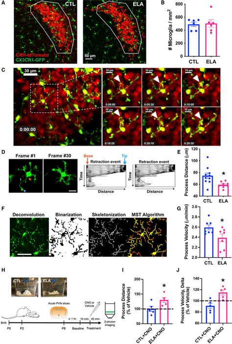 Process Dynamics Of Microglia Abutting CRH Expressing Neurons In PVN