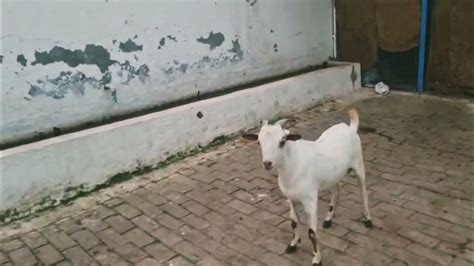 Handsome Barbari Goat Farm In Durgapur Asansol Bardhaman Kolkata West