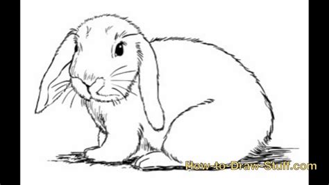 How To Draw A Bunny Rabbit Step By Step - alter playground