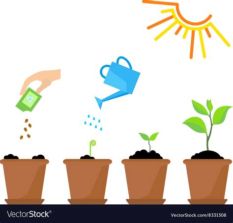 Timeline Infographic Planting Tree Process Vector Image