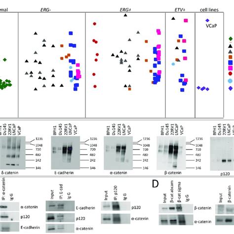 Characterization Of δ Catenin Binding Complex A B Comparison Of Download Scientific Diagram