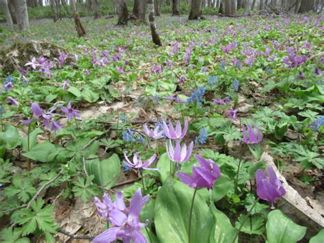 男山自然公園・浦臼神社のカタクリ 透明な気圏の中から