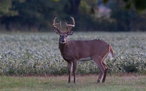 Ohios Archery Hunters Off To A Good Start This Deer Season Peak