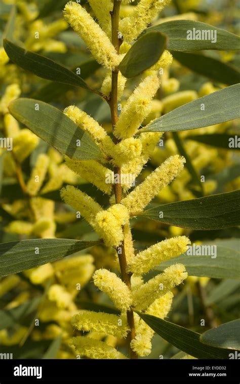 Long Leaved Wattle Coast Wattle Or Sydney Golden Wattle Acacia Stock