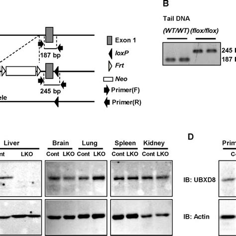 Hepatocyte Specific Deletion Of UBXD8 In Mice A PCR Genotyping The