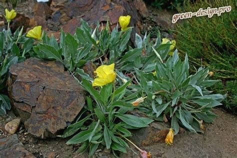 Энотера: описание, фото сортов, выращивание и уход