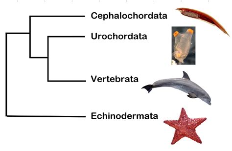 Solved 1) When describing relationships in phylogenetic | Chegg.com