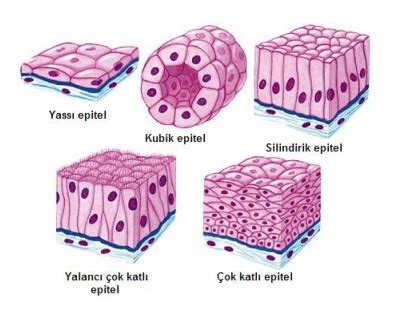 Epitel Dokunun Özellikleri Genel Biyoloji