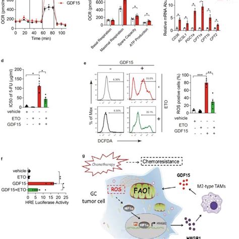 Activated Hif Of Tumor Cells Promotes Chemoresistance Development Via