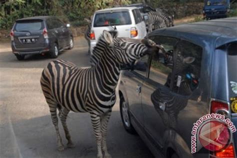 Taman Safari Raih Penghargaan Indonesia Netizen Brand Choice Antara