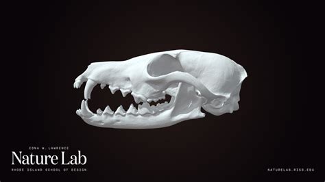 Fox Skull Download Free 3d Model By Risd Nature Lab Risdnaturelab