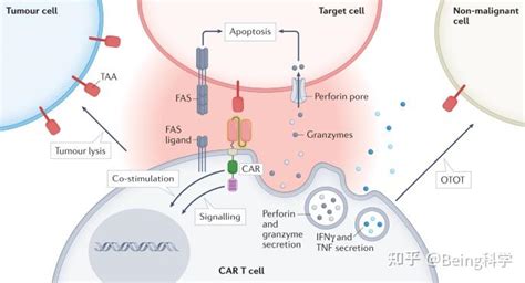 Nature综述 克服实体瘤 Car T 细胞疗法的靶向、脱瘤毒性！ 知乎