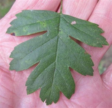 Leaf Lobed - Tree Guide UK - Tree ID by pinnately lobed leaves