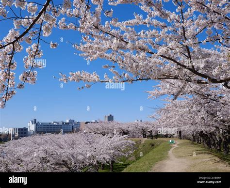 Cherry Blossom in Goryokaku Park, Hokkaido, Japan Stock Photo - Alamy