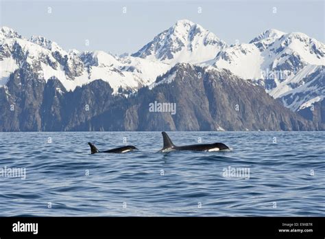 Alaskakenai Fjordsorca Whaleresurrection Bay Stock Photo Alamy