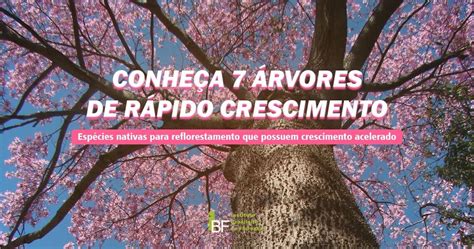 Conheça 7 espécies de árvores de rápido crescimento IBF