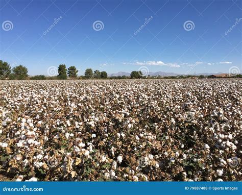 Azienda Agricola Del Campo Del Cotone Fotografia Stock Immagine Di