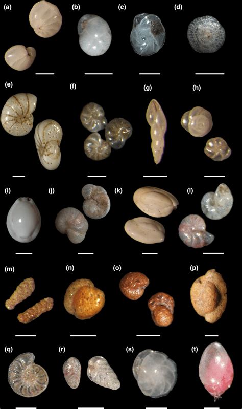 Digital Images Of The Most Abundant Calcareous And Agglutinated Benthic