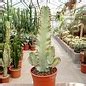 Euphorbia Ingens Cv Marmorata Verzweigt Uhlig Kakteen More Than