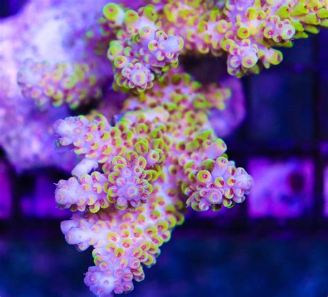 Acropora Selago Frag Box Corals