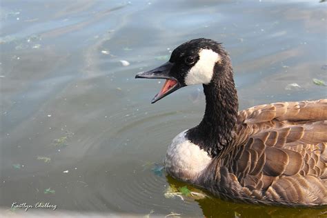 Goose Teeth Photograph by Kaitlyn Chelberg - Fine Art America