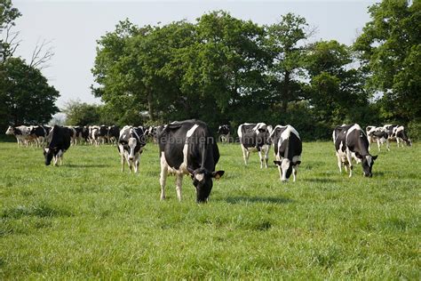 Photographie TROUPEAU DE VACHES LAITIERES DE RACE HOLSTEIN AU PATURAGE