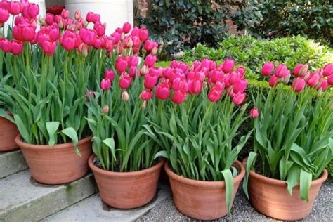 Comment Planter Des Tulipes En Pot Guide Pratique