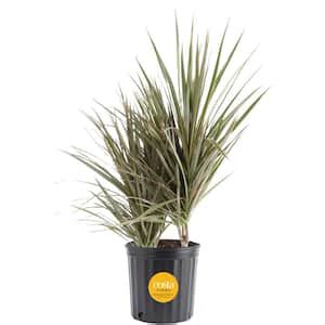 Marginata Cane Dracaena Plant In In Grower Pot Dracaena Marginata