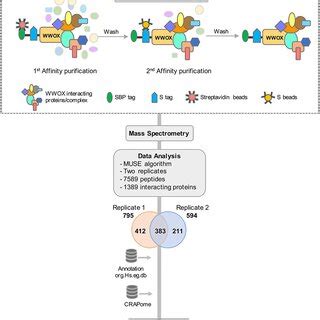 Tap Ms Based Proteomic Profiling Of Wwox Interactome Schematic Diagram