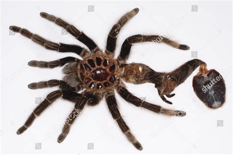 Shed Empty Tarantula Skin After Moulting Editorial Stock Photo Stock