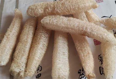 C Mo Cultivar Luffa En Pasos Homify