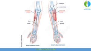 Supinator Muscle Anatomy OrthoFixar 2025