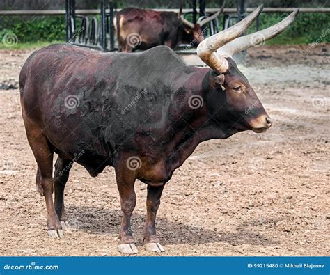 Watusi cattle 1 stock photo. Image of environment, creature - 99215480