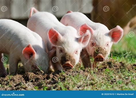 Piglets Stock Photo Image 20207610